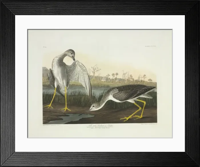 Framed Print : Tringa melanoleuca, greater yellowlegs Framed Print : Tringa melanoleuca, greater yellowlegs