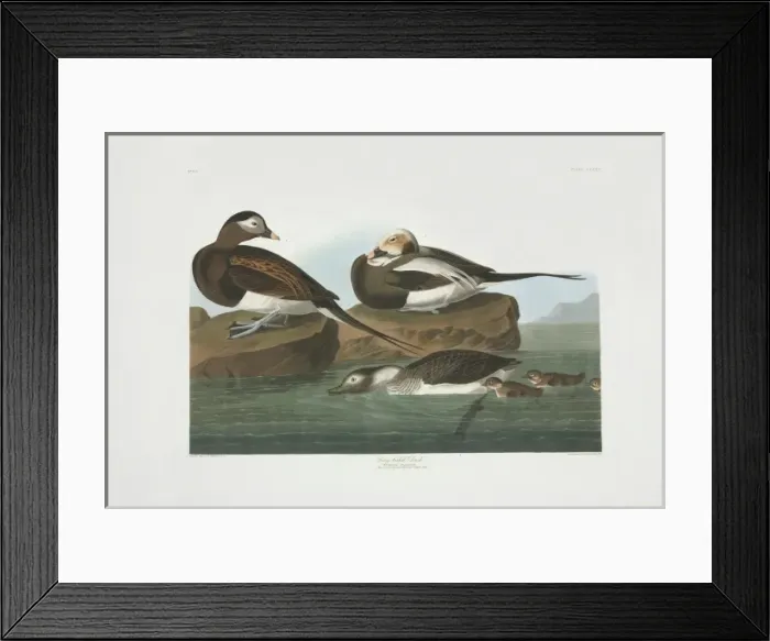 Framed Print : Clangula hyemalis, long-tailed duck Framed Print : Clangula hyemalis, long-tailed duck