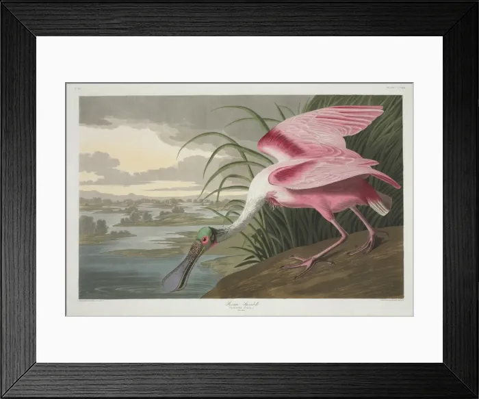 Framed Print : Ajaia ajaja, roseate spoonbill Framed Print : Ajaia ajaja, roseate spoonbill