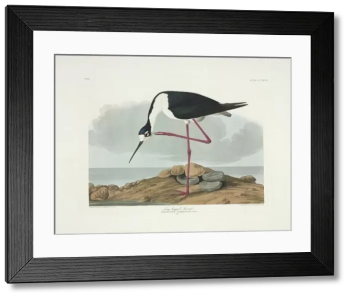 Framed Print : Stercorarius longicaudus, long-tailed jaeger Framed Print : Stercorarius longicaudus, long-tailed jaeger