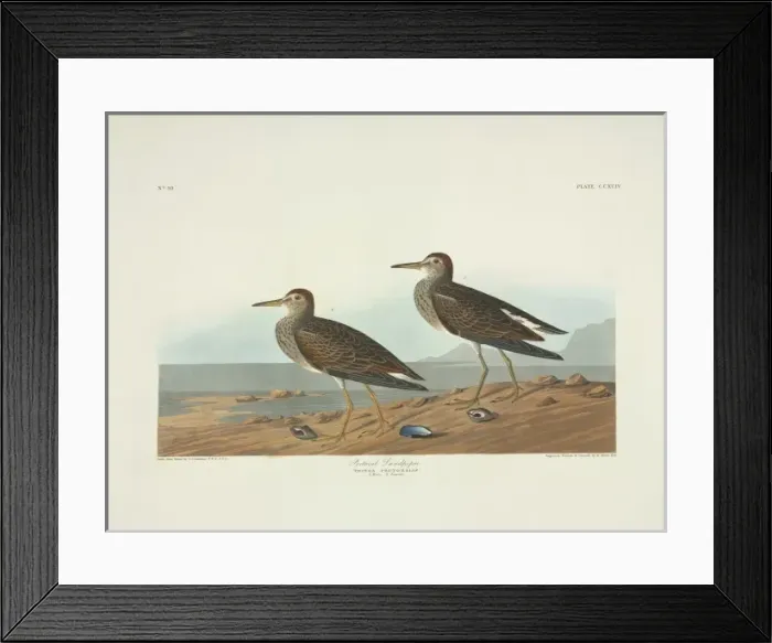 Framed Print : Calidris melanotos, pectoral sandpiper Framed Print : Calidris melanotos, pectoral sandpiper