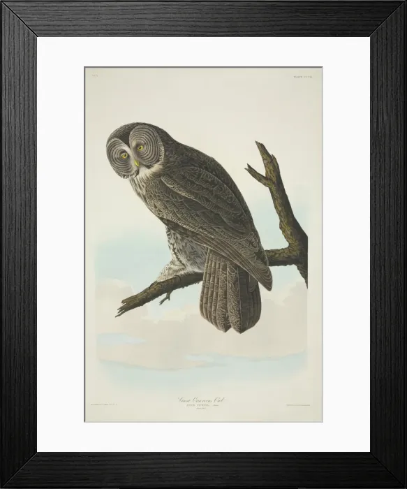 Framed Print : Strix nebulosa, great grey owl Framed Print : Strix nebulosa, great grey owl