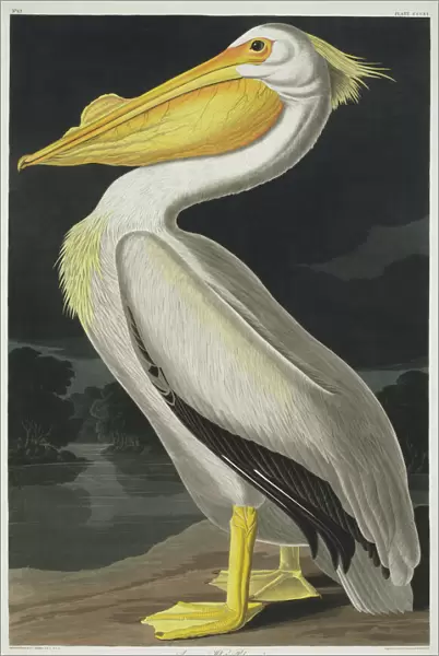 Pelecanus erythrorynchos, American white pelican