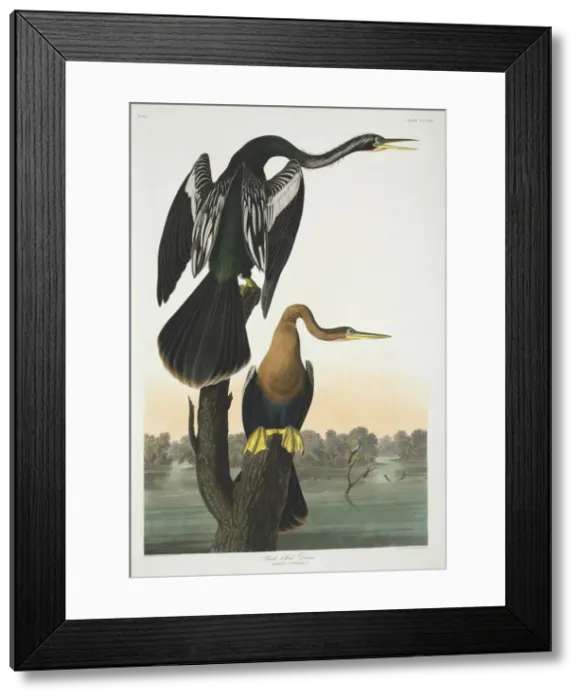 Framed Print : Anhinga anhinga, Anhinga Framed Print : Anhinga anhinga, Anhinga