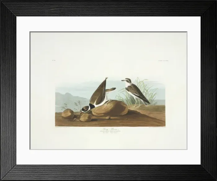 Framed Print : Charadrius semipalmatus, semipalmated plover Framed Print : Charadrius semipalmatus, semipalmated plover