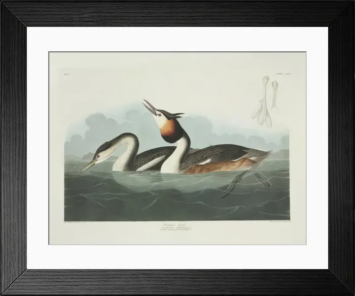 Framed Print : Podiceps cristatus, great crested grebe Framed Print : Podiceps cristatus, great crested grebe