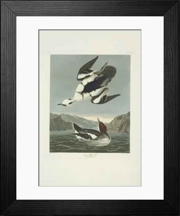 Framed Print : Mergellus albellus, smew Framed Print : Mergellus albellus, smew