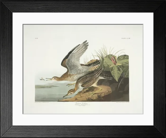 Framed Print : Bartramia longicauda, upland sandpiper Framed Print : Bartramia longicauda, upland sandpiper