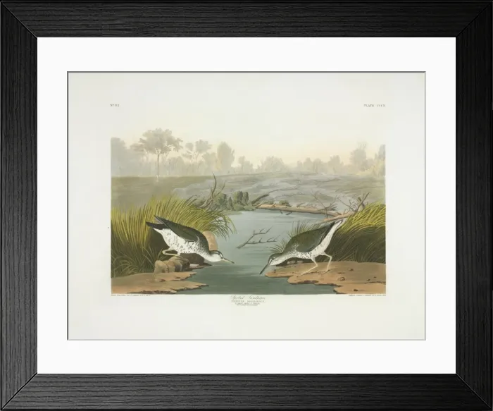Framed Print : Actitis macularius, spotted sandpiper Framed Print : Actitis macularius, spotted sandpiper