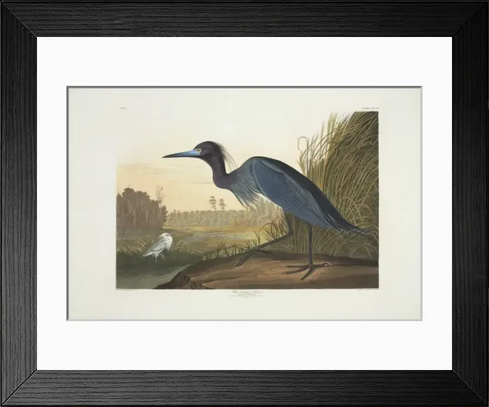 Framed Print : Egretta caerulea, little blue heron Framed Print : Egretta caerulea, little blue heron