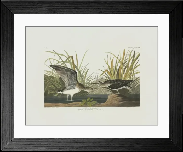 Framed Print : Tringa solitaria, solitary sandpiper Framed Print : Tringa solitaria, solitary sandpiper