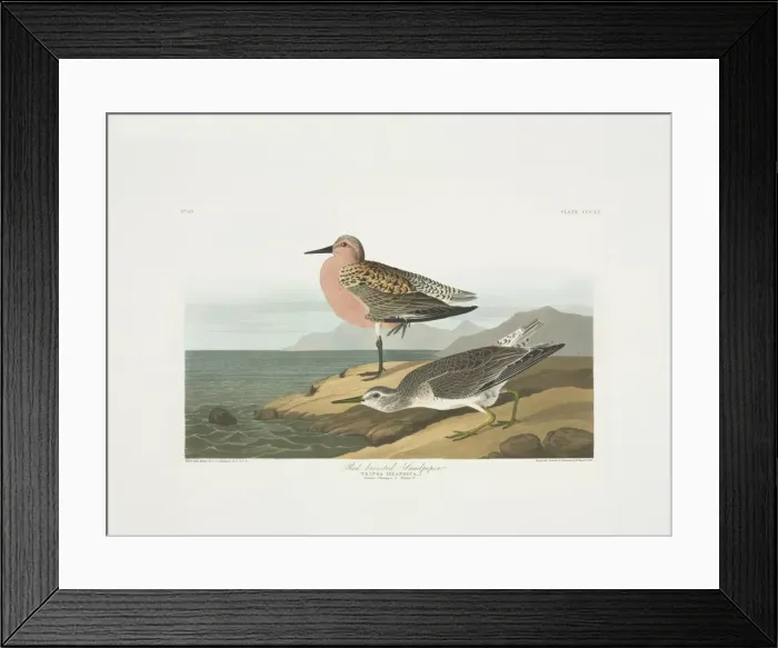 Framed Print : Calidris canutus, red knot Framed Print : Calidris canutus, red knot