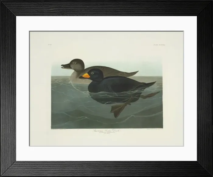Framed Print : Melanitta nigra, black scoter
