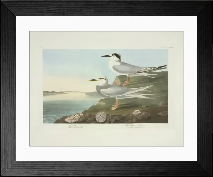 Framed Print : Sterna forsteri, Forsters tern, Sterna trudeaui, Trudeau s Framed Print : Sterna forsteri, Forsters tern, Sterna trudeaui, Trudeau s