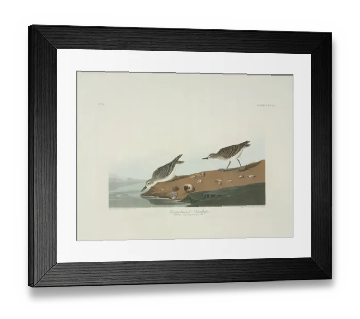 Framed Print : Calidris pusilla, semipalmated sandpiper Framed Print : Calidris pusilla, semipalmated sandpiper