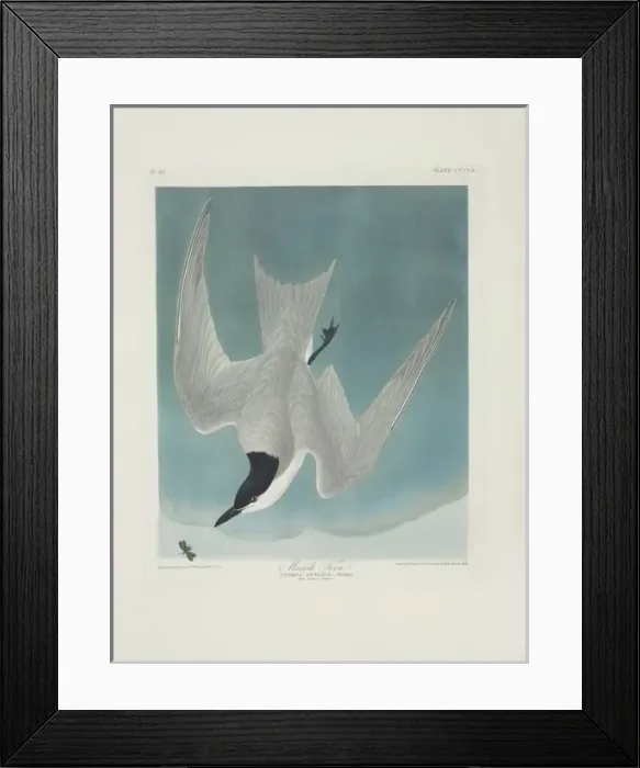 Framed Print : Sterna nilotica, gull-billed tern Framed Print : Sterna nilotica, gull-billed tern