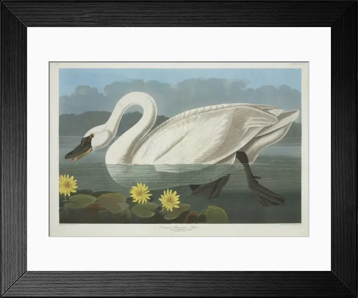 Framed Print : Cygnus columbianus, tundra swan