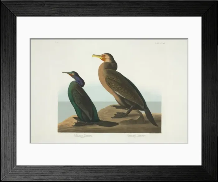Framed Print : Phalacrocorax penicillatus, Phalacrocorax pelagicus Framed Print : Phalacrocorax penicillatus, Phalacrocorax pelagicus