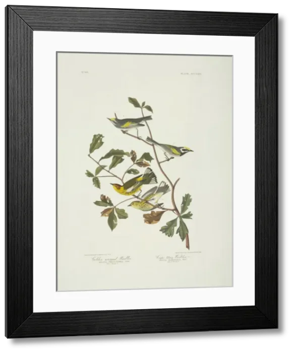 Framed Print : Dendroica tigrina Cape May warbler Vermivora chrysoptera gol Framed Print : Dendroica tigrina Cape May warbler Vermivora chrysoptera gol