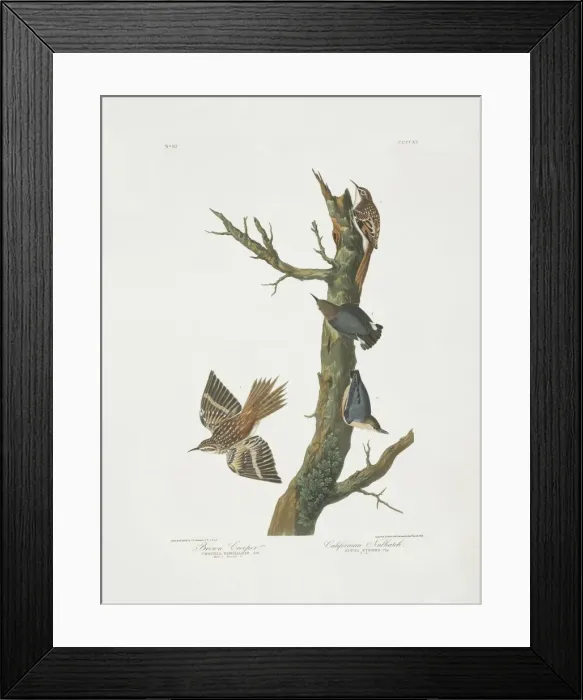 Framed Print : Certhia americana, brown creeper, Sitta pygmaea, pygmy nutha Framed Print : Certhia americana, brown creeper, Sitta pygmaea, pygmy nutha