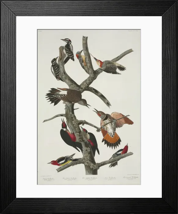 Framed Print : Picoides villosus, Melanerpes lewis, M. carolinus, Sphyrapic Framed Print : Picoides villosus, Melanerpes lewis, M. carolinus, Sphyrapic