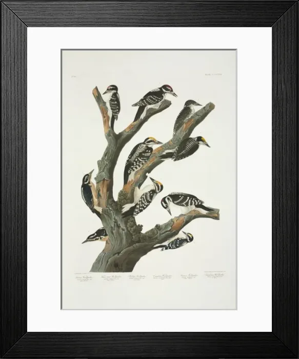 Framed Print : Picoides villosus, Picoides tridactylus, Picoides pubescens Framed Print : Picoides villosus, Picoides tridactylus, Picoides pubescens