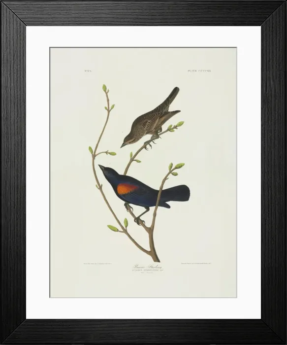 Framed Print : Agelaius phoeniceus, red-winged blackbird Framed Print : Agelaius phoeniceus, red-winged blackbird