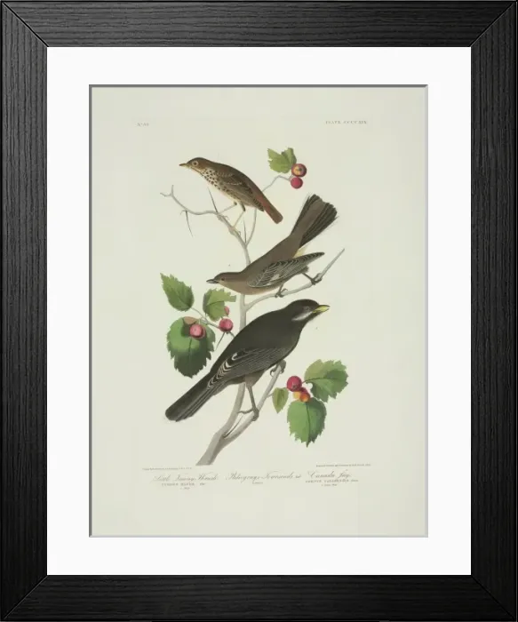 Framed Print : Perisorius canadensis, Catharus guttatus, Myadestes townsend Framed Print : Perisorius canadensis, Catharus guttatus, Myadestes townsend