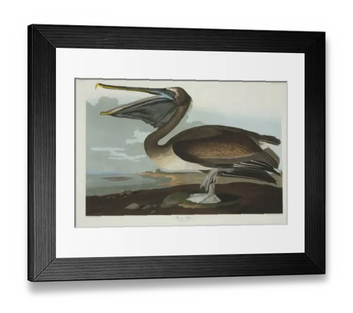 Framed Print : Pelecanus occidentalis, brown pelican Framed Print : Pelecanus occidentalis, brown pelican