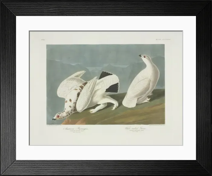 Framed Print : Lagopus muta, rock ptarmigan, Lagopus leucura, white-tailed Framed Print : Lagopus muta, rock ptarmigan, Lagopus leucura, white-tailed