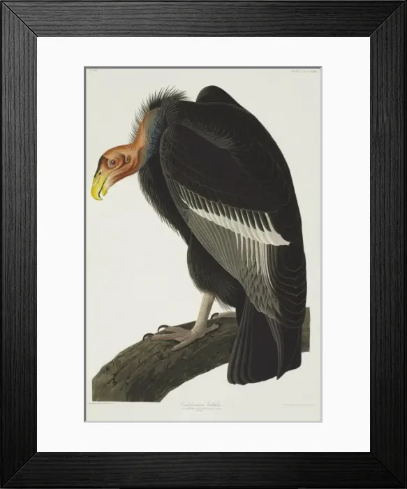 Framed Print : Gymnogyps californianus, Californian condor Framed Print : Gymnogyps californianus, Californian condor