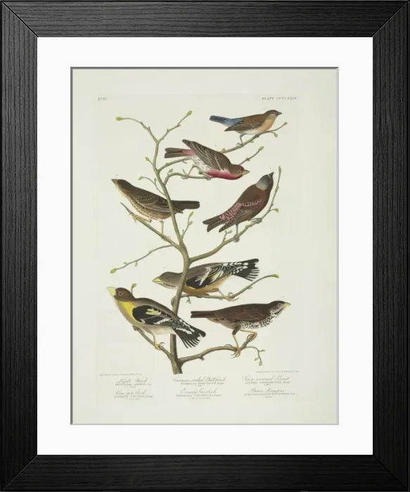 Framed Print : Molothrus ater, Passerella iliaca, Carpodacus mexicanus, Pas Framed Print : Molothrus ater, Passerella iliaca, Carpodacus mexicanus, Pas