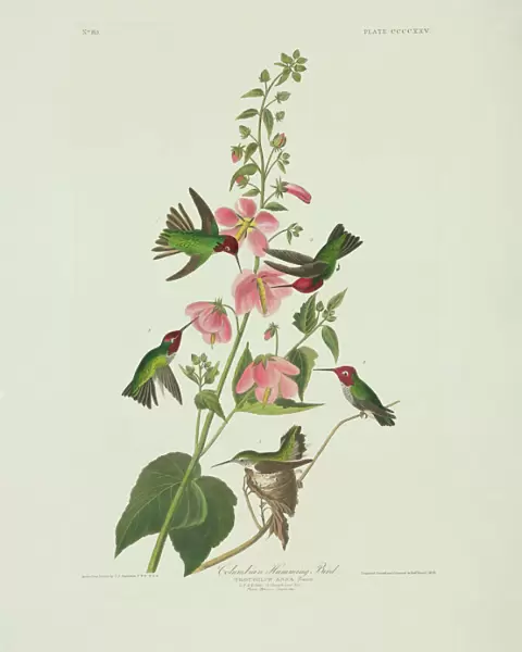 Calypte anna, Annas hummingbird