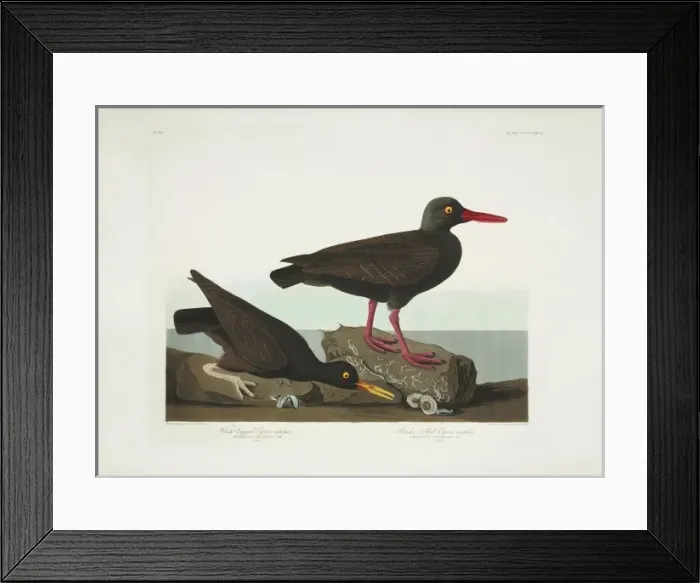 Framed Print : Haematopus bachmani, American black oystercatcher Framed Print : Haematopus bachmani, American black oystercatcher