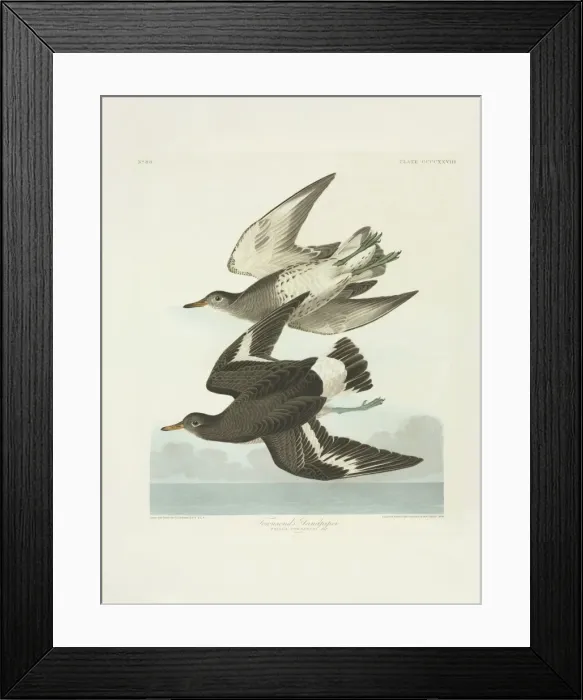 Framed Print : Aphriza virgata, surfbird Framed Print : Aphriza virgata, surfbird