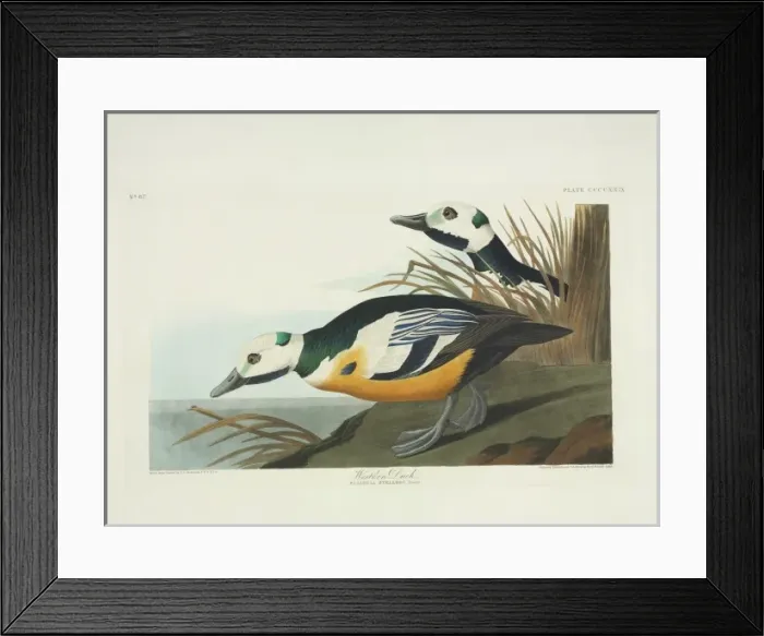 Framed Print : Polysticta stelleri, Stellers eider Framed Print : Polysticta stelleri, Stellers eider