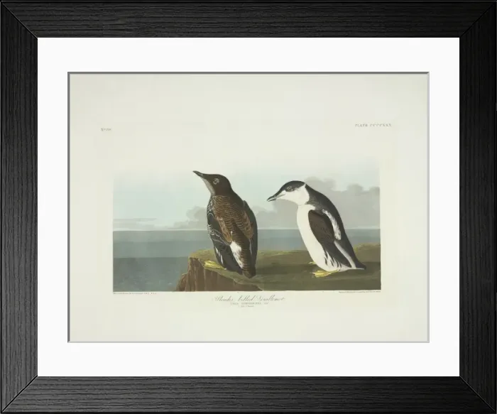 Framed Print : Brachyramphus marmoratus, marbled murrelet Framed Print : Brachyramphus marmoratus, marbled murrelet