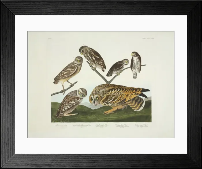 Framed Print : Athene cunicularia, A. noctua, Glaucidium gnoma, Asio flamme Framed Print : Athene cunicularia, A. noctua, Glaucidium gnoma, Asio flamme