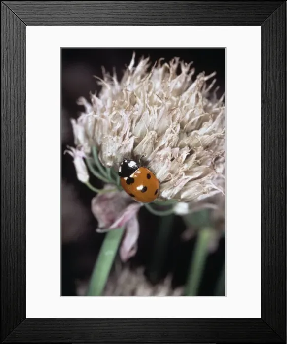 Framed Print : Coccinella 7-punctata, seven spot ladybird Framed Print : Coccinella 7-punctata, seven spot ladybird