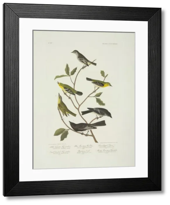 Framed Print : Contopus sordidulus, Sayornis nigricans, Vireo olivaceus, Em Framed Print : Contopus sordidulus, Sayornis nigricans, Vireo olivaceus, Em
