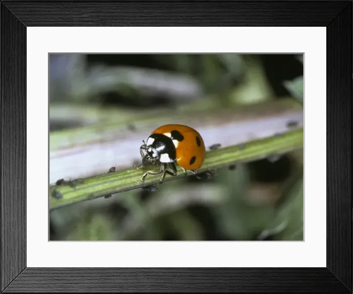 Framed Print : Coccinella 7-punctata, seven spot ladybird Framed Print : Coccinella 7-punctata, seven spot ladybird