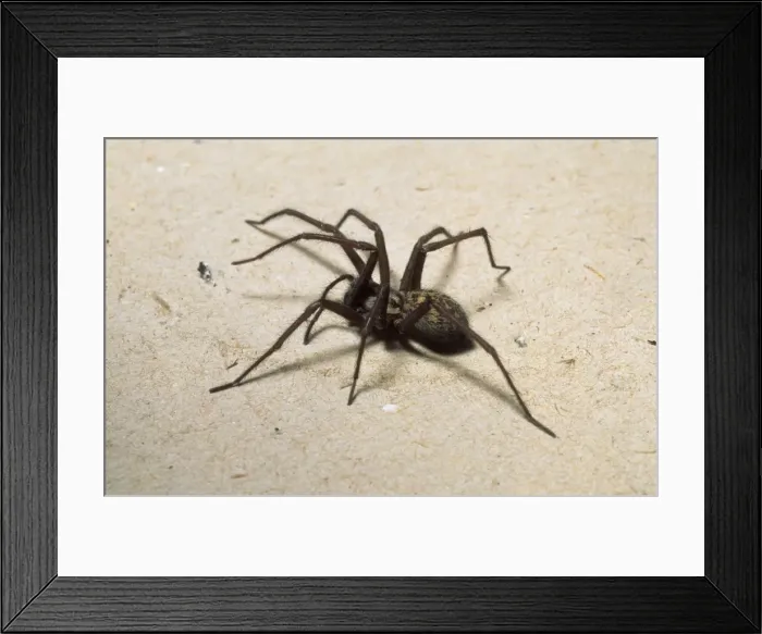Framed Print : Tegenaria gigantia, house spider Framed Print : Tegenaria gigantia, house spider