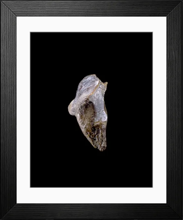 Framed Print : Echinocactus gibbosus, chin cactus Framed Print : Echinocactus gibbosus, chin cactus