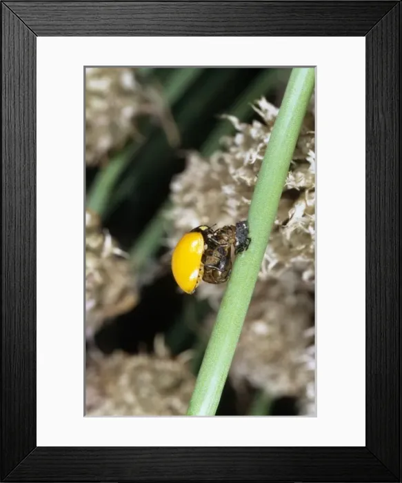 Framed Print : Ladybird just emerged from its pupa case Framed Print : Ladybird just emerged from its pupa case