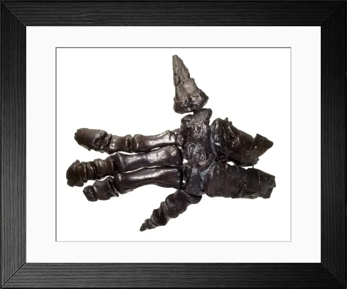 Framed Print : Iguanodon hand Framed Print : Iguanodon hand