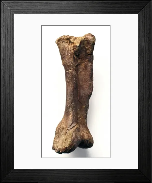 Framed Print : Iguanodon metatarsal