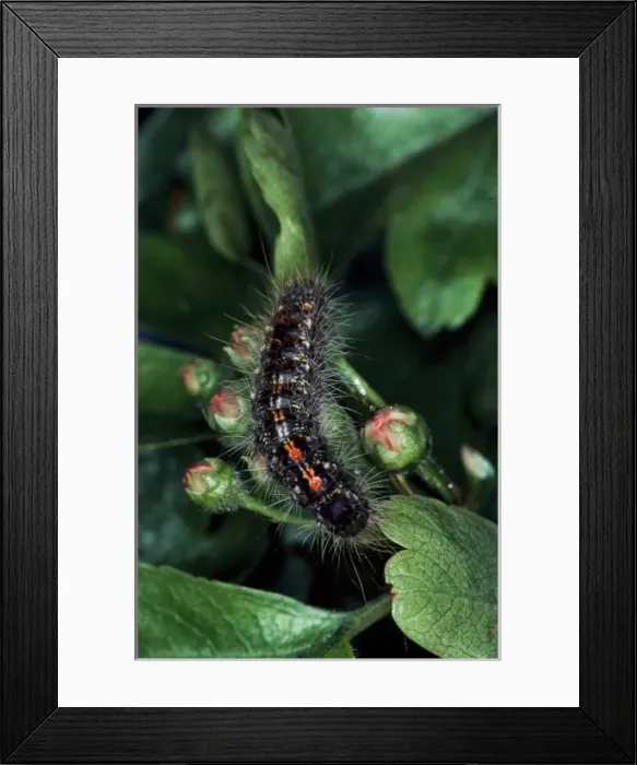 Framed Print : Euproctis chrysorrhoea, brown-tail moth caterpillar Framed Print : Euproctis chrysorrhoea, brown-tail moth caterpillar