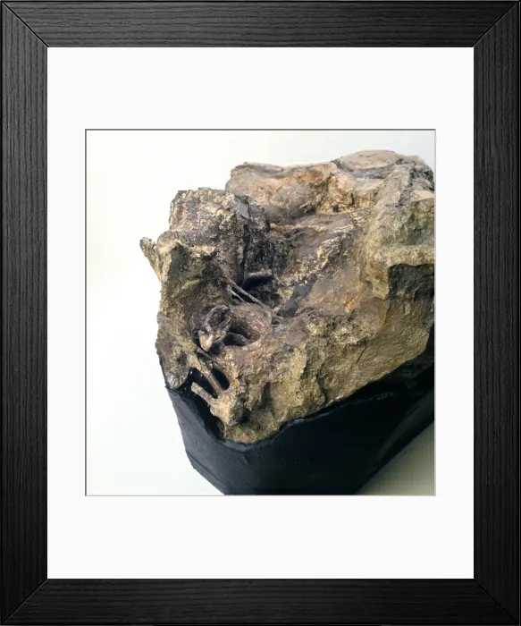 Framed Print : Iguanodon brain Framed Print : Iguanodon brain