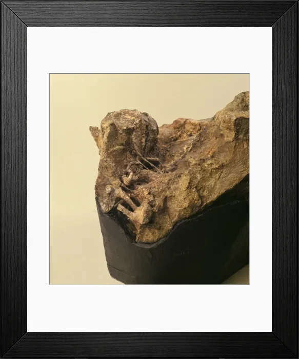 Framed Print : Iguanodon brain Framed Print : Iguanodon brain