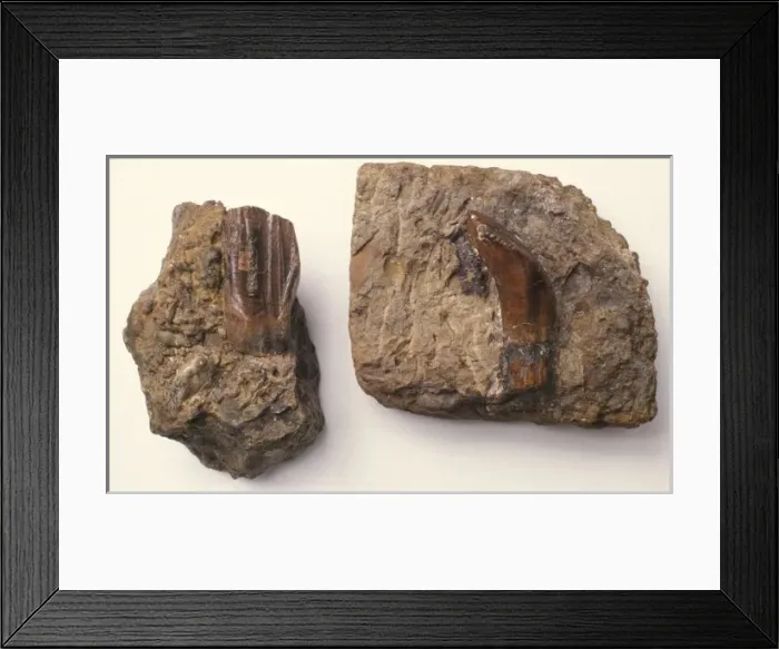 Framed Print : Iguanodon teeth Framed Print : Iguanodon teeth